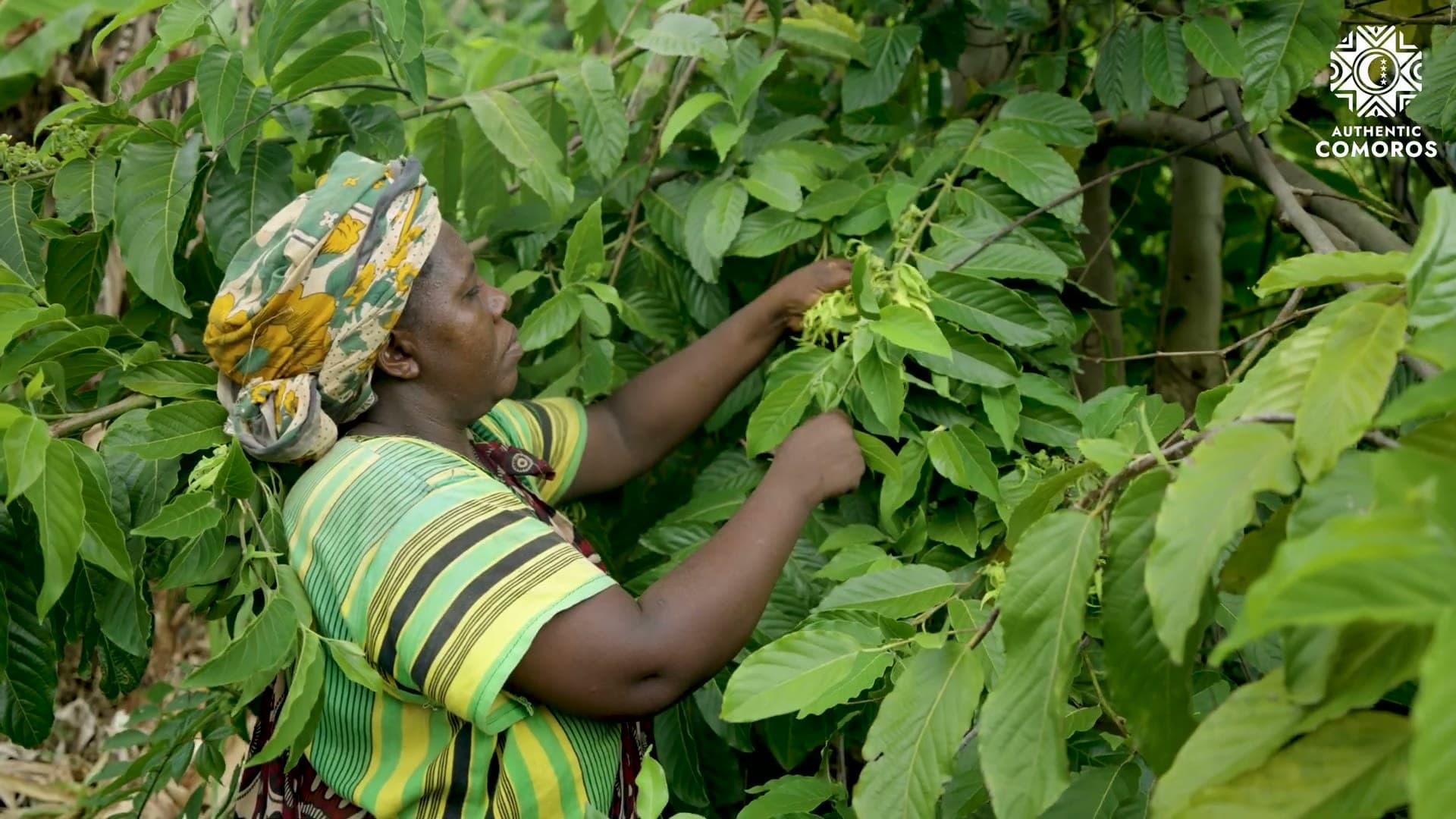 Harvesting key export crops — from the brand film