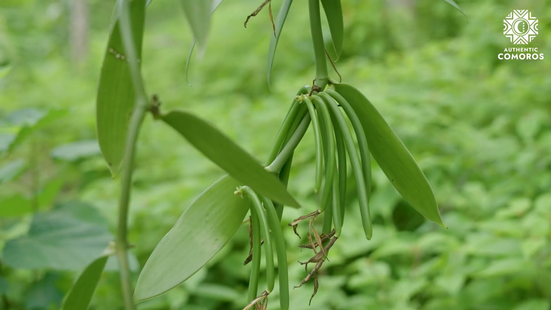 Vanilla on the vine, one of the label's flagship products
